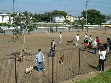 写真:ドッグランのようす