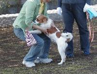 写真:ドッグラン風景