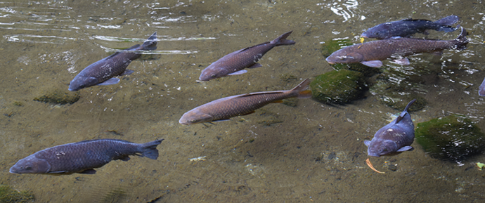 写真:清流を泳ぐコイ