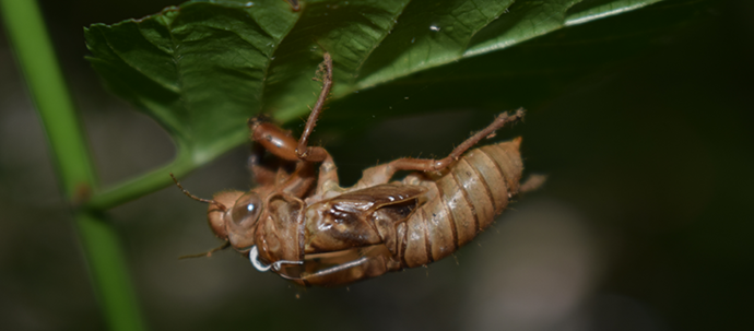 写真:蝉の抜け殻