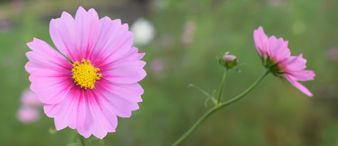写真:ピンクのコスモス