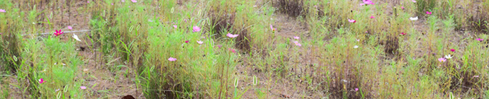 写真:保育園の子達が植えたコスモス