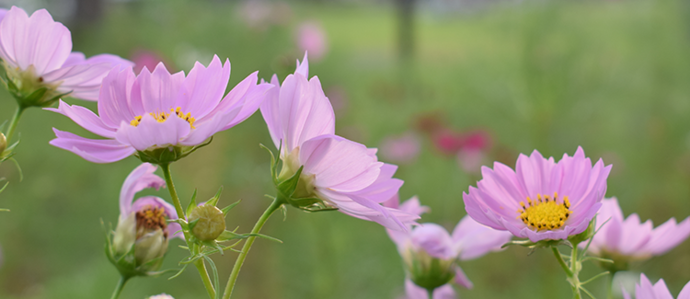 写真:満開のコスモス