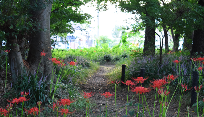 写真:コスモスアベニューの近くに咲いているヒガンバナ