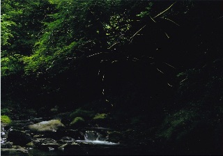 写真:佳作作品8