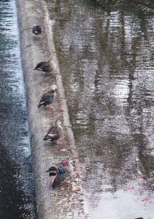 写真:佳作作品4