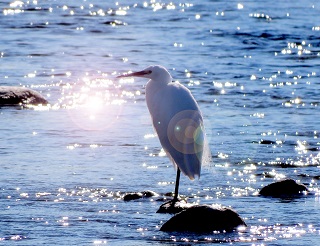 写真:佳作作品9