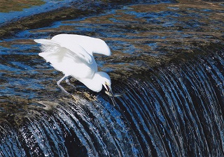 写真:最優秀賞作品