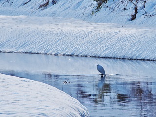写真:寒い!コサギ
