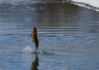 写真:One in a Million