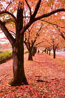 写真:桜並木を散策