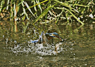 写真:カワセミのダイビング(Wゲット!)