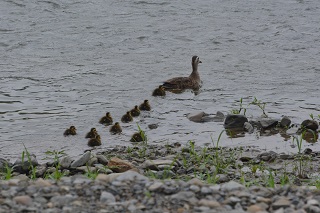写真:浅川で育つ