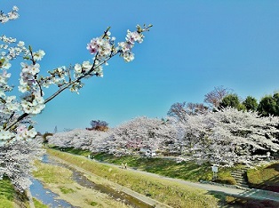 写真:「南浅川橋から眺める桜」