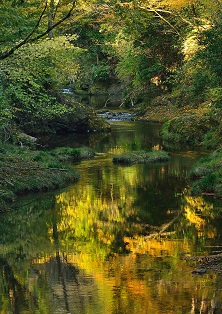 写真:「川面の彩り」