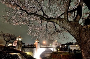 写真:「夜桜」