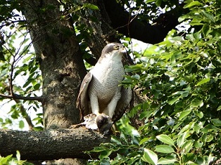 写真:「オオタカ」