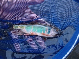 写真:「浅川の虹」