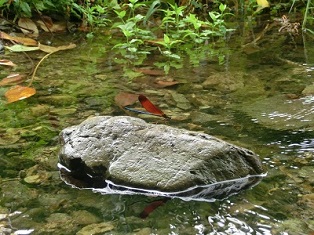 写真:「トンボ」