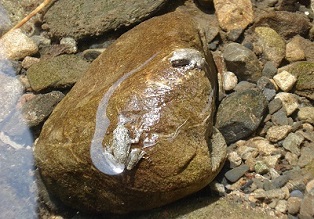 写真:「石の上にもカエル」