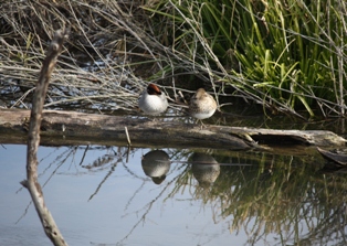 写真:陽だまりで