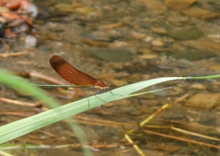 写真:西浅川をみつめるトンボ