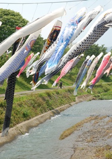 写真:まごいとひごい