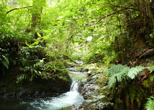 写真:みどり濃き浅川