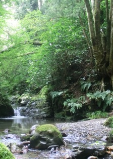 写真:緑豊かな浅川