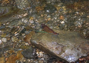 写真:川とトンボ