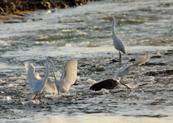 写真:佳作作品1