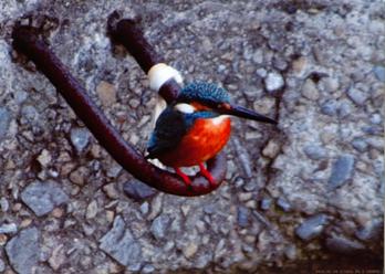 写真:優秀作品1