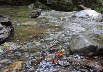 写真:八王子市長賞作品