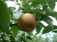 写真：多摩川梨