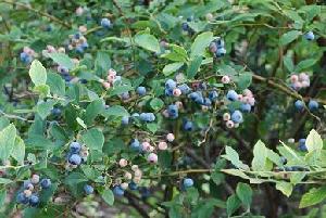 写真：ブルーベリーの実