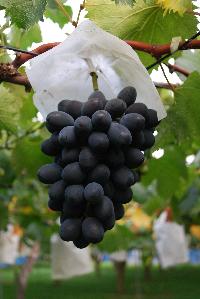 写真：高尾ぶどう