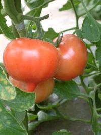 写真：川辺堀之内のファーストトマト