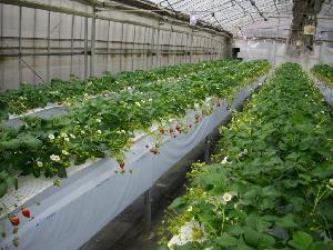 写真：いちごを栽培するハウス