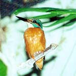 かわせみの写真