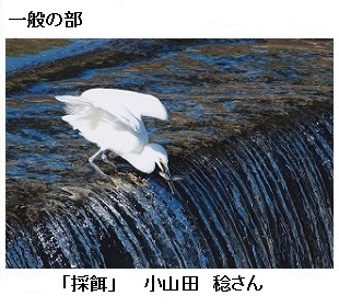 写真:一般の部 「採餌」 小山田 稔さんの作品