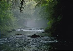写真:川霧につつまれて