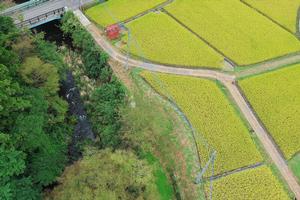 写真:田んぼ