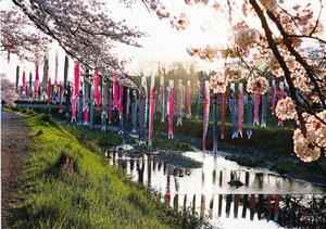 写真:一休みする鯉ノボリ