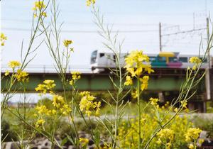 写真:五月を駆ける