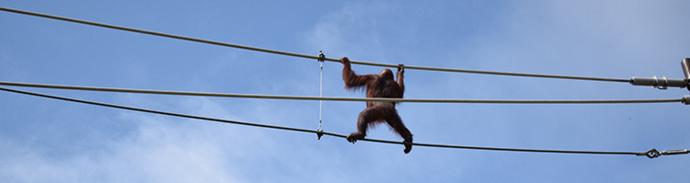 写真:スカイウォークを歩いているオランウータン
