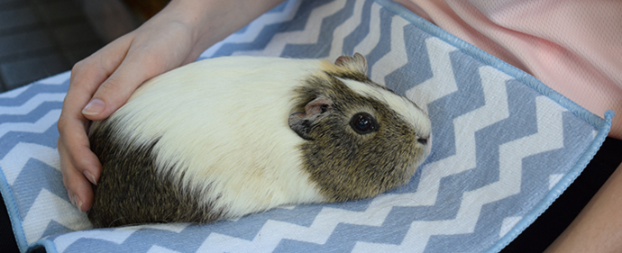 写真:モルモットとのふれあい