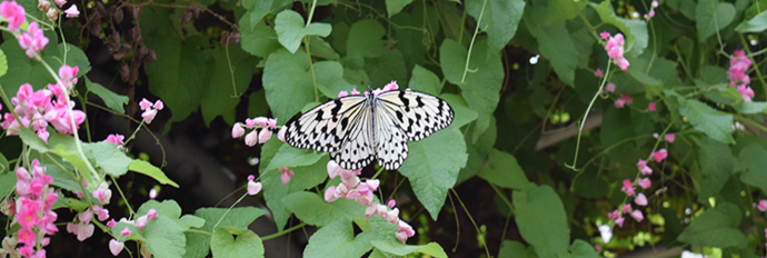 写真:昆虫園にある蝶々