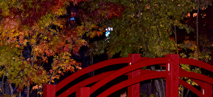 写真:道路の中にあったもみじと橋