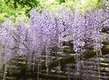 写真:藤棚