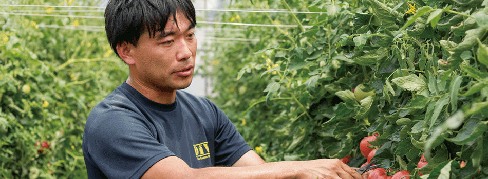 写真:トマトを収穫する様子